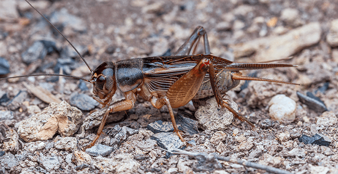 cricket outside phoenix home