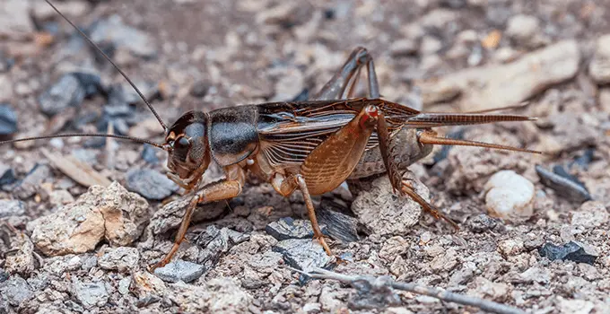 Brown cricket on a rocky surface