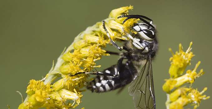 baldfaced hornet on a flower outside kansas city home