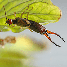 Earwigs