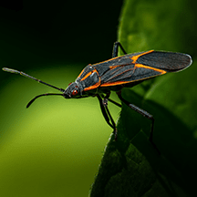 Box Elder Bugs