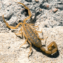 Bark Scorpions