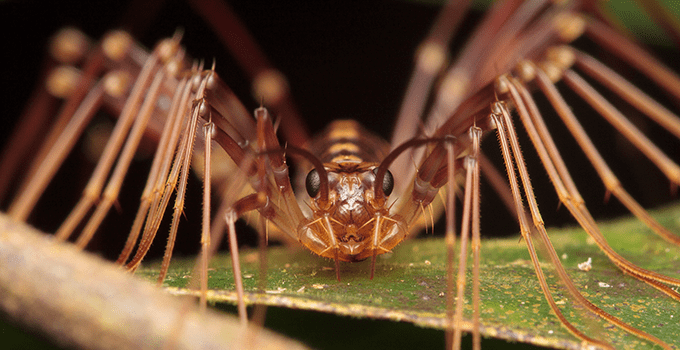 closeup of house centipede, face-to-face