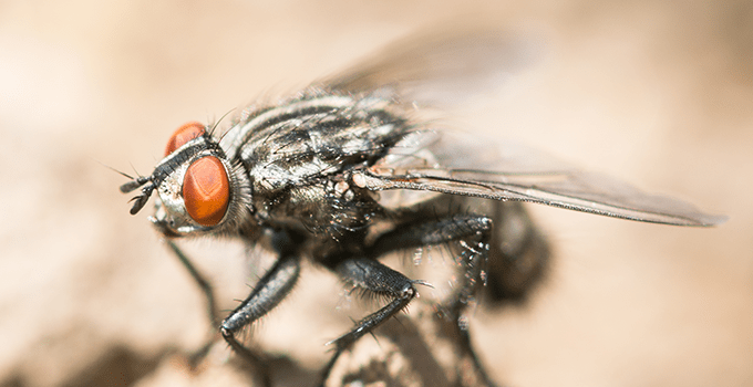 filth fly inside topeka home