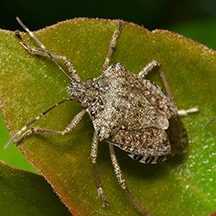 Stink Bugs