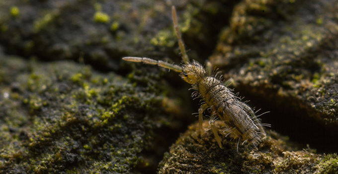 Why Do I Have Springtails in the Bathroom? - Insectek Pest Solutions