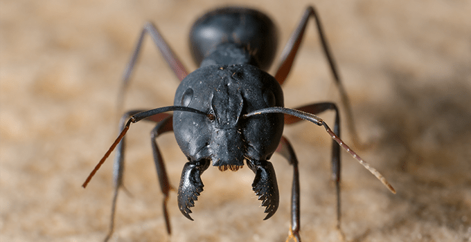 ant inside topeka home