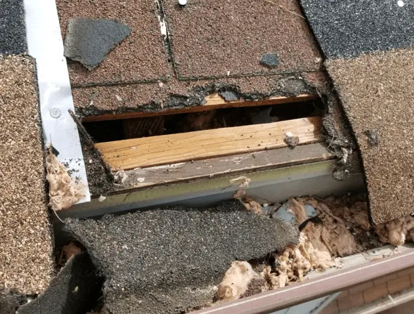 Squirrels destroyed shingles and the gutter while chewing through the builder’s gap on our client’s roof.