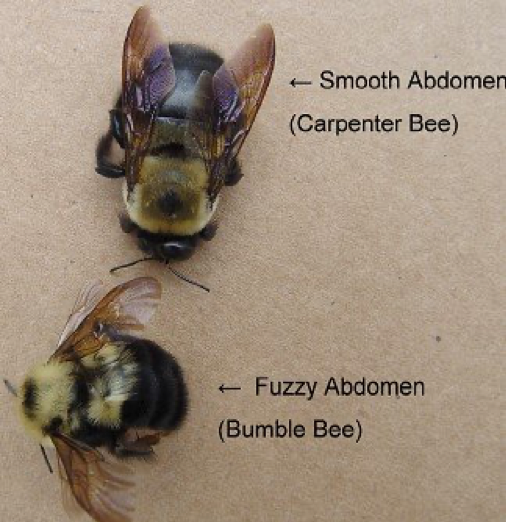 Stung by bumble bee and carpenter bee 