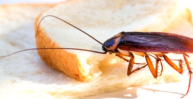 Cockroach on bread.