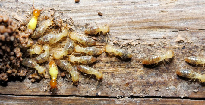 Termites.