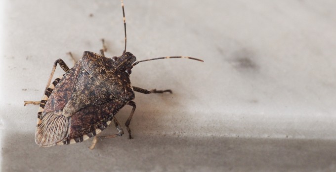 Stink Bug.