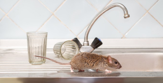 Mouse running along sink ledge with cups in background