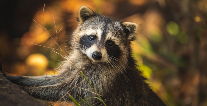 get rid of raccoons