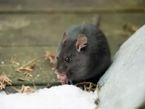 Roof rat found on Kansas property before rat control service by Schendel Pest Services