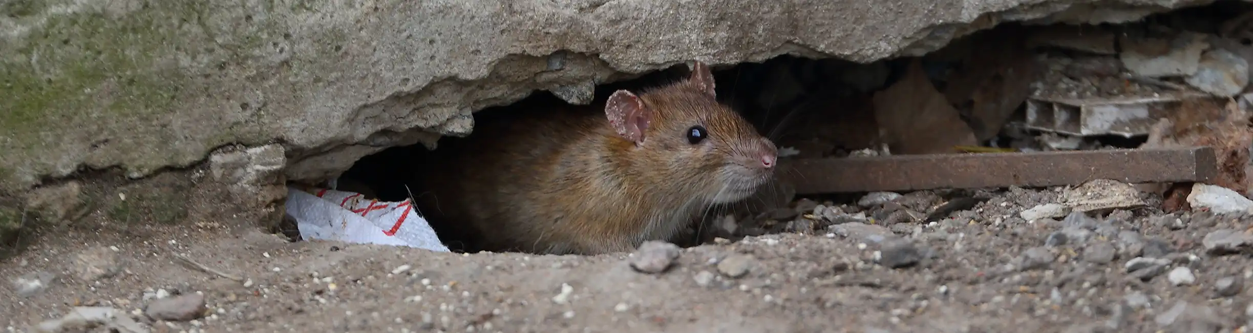 Rodent sitting in a crack of concrete
