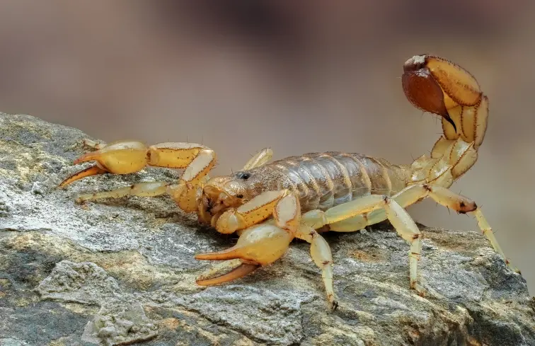 Stripe Tailed Scorpion on Rock in the Desert
