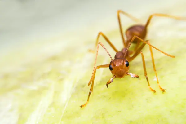 close up of fire ant with mandibles extended