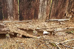 Termite wood damage to a fence