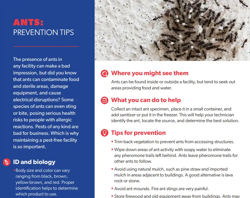 Ants: Prevention Tips
