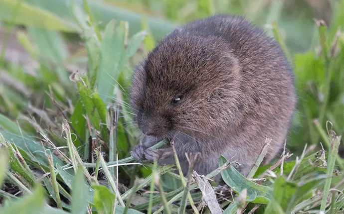 Brown vole in a yard chewing at a blade of grass