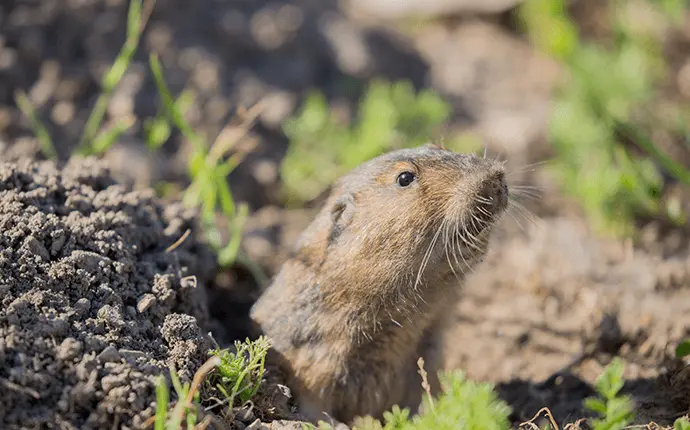 Brown gopher peaking out from a hole in the ground