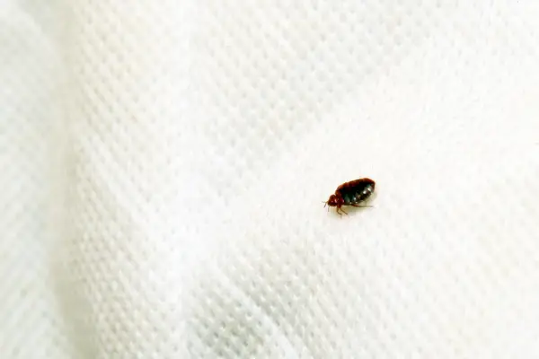 one bed bug on a bed - is it nothing or should you be concerned about a bed bug infestation?
