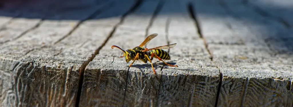 Wasp insect sits on an old stump on a blurry background on a sunny day.