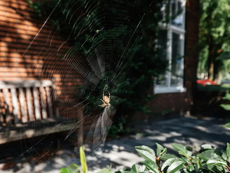spider web and spider outside of a home.