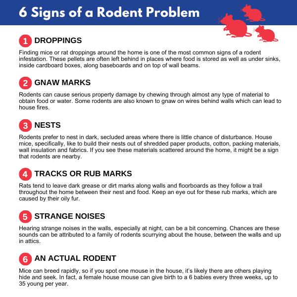 Infographic of rodent infestation signs