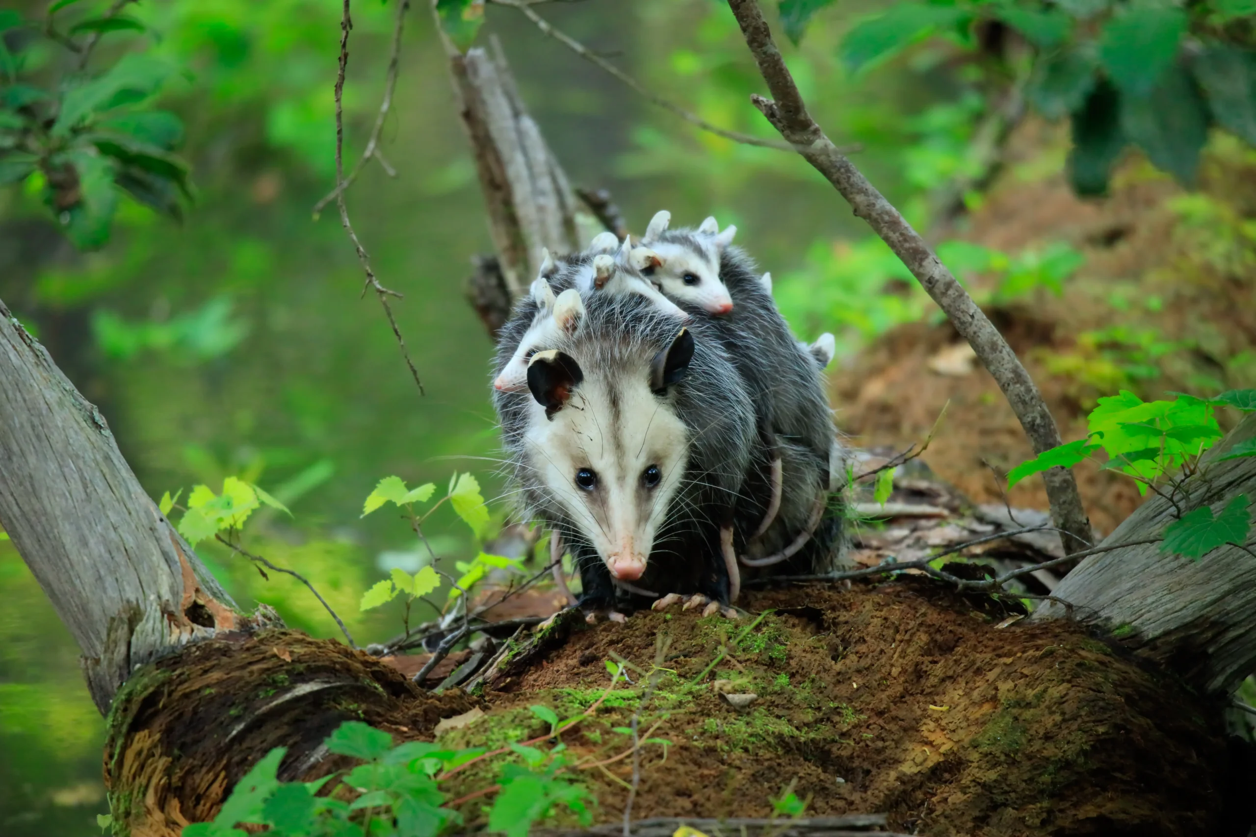 A female opossum with babies on her back in a wooded forest area