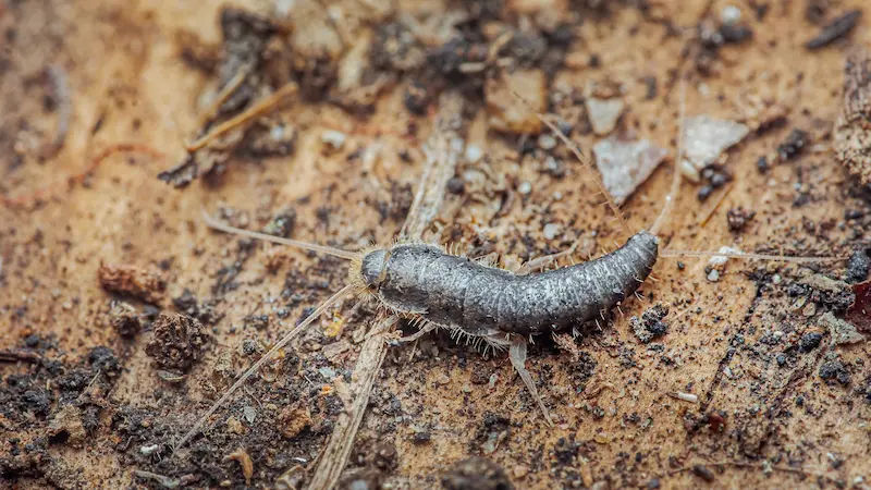 Silverfish bug crawling across wood & dirt.