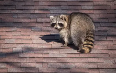 raccoon on a roof before homeowners prepare for wildlife control service