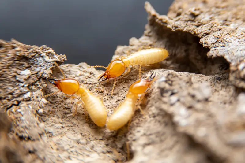Formosan Termites searching for food on timber