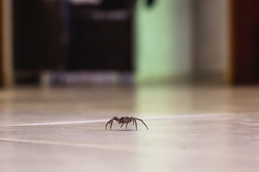 Indoor spider common in the winter months, perfect for Schendel Pest Control services.