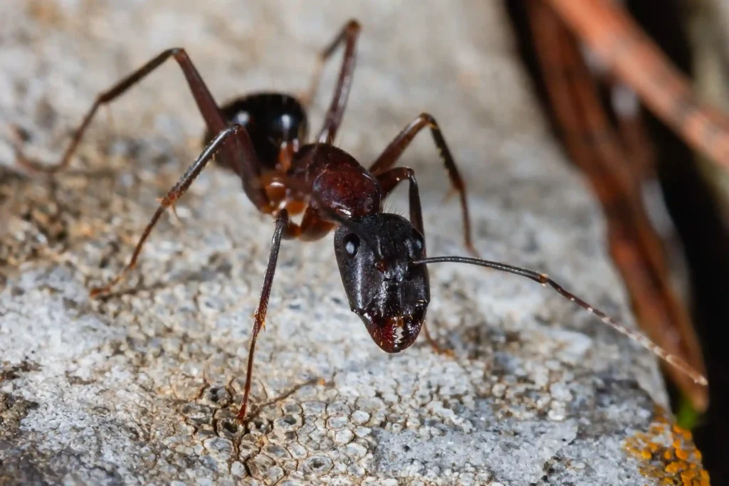 Close up of a carpenter ant on a rocky surface