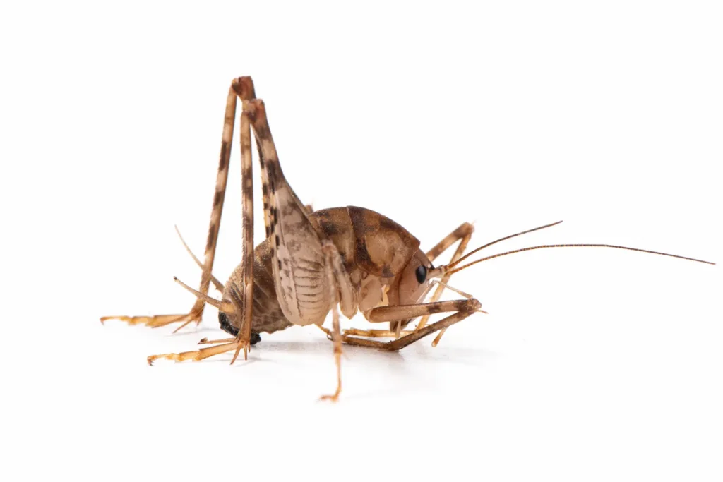 camel cricket on a white background