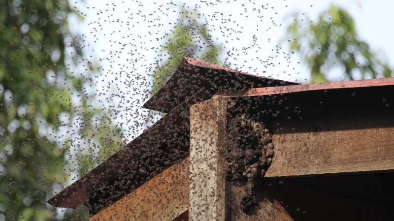 a swarm of bees around their hive on a roof