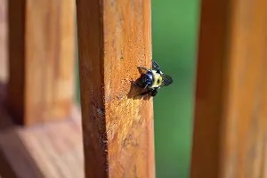 Closeup of a carpenter bee making a nest on a deck