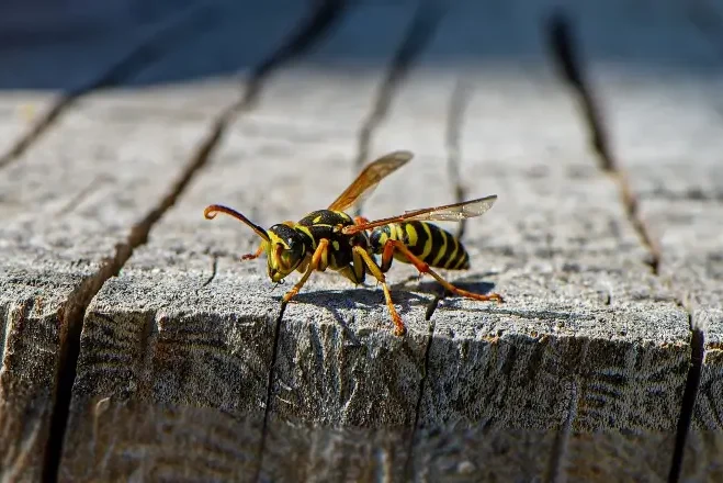 Wasp insect sits on an old stump on a blurry background on a sunny day.