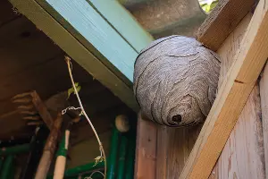A Bald-faced Hornet nest hanging from the door of a shed