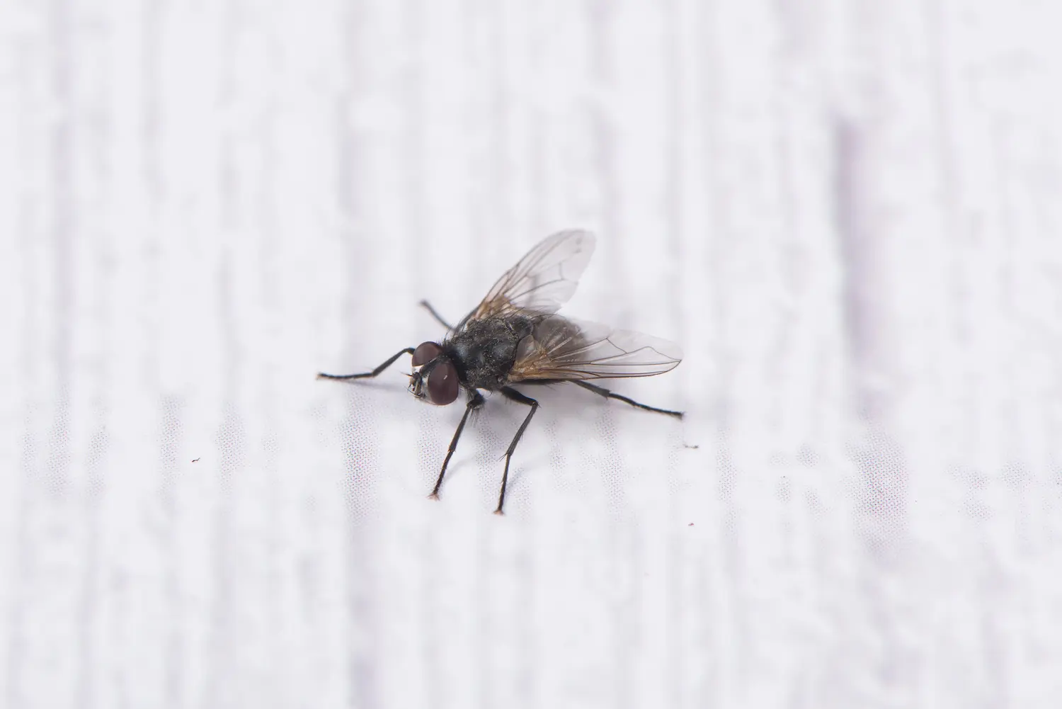 closeup of a fly on a white surface