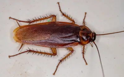 close up of american cockroach