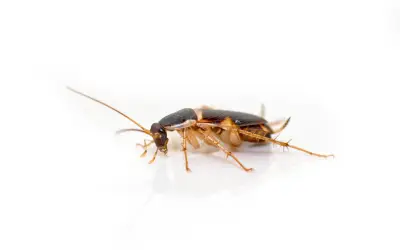 closeup of a brown banded roach