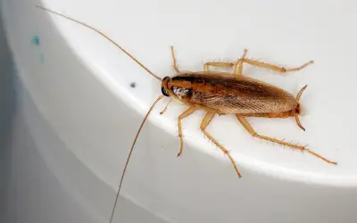 close up look at a german cockroach