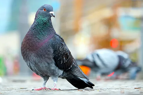 A pigeon on a sidewalk amongst a flock of pigeons
