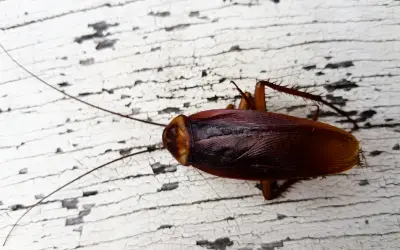 closeup of a wood roach
