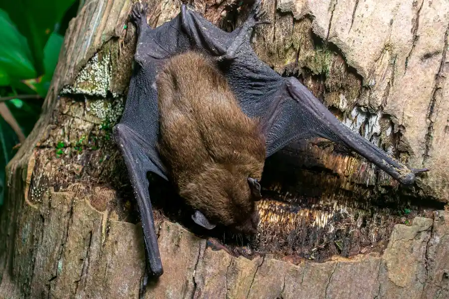 Evening Bat