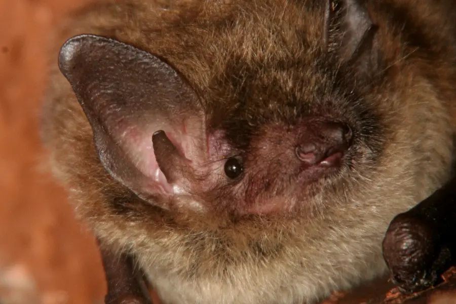 Little Brown Bat