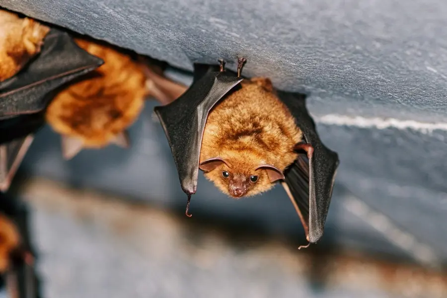 Mexican Free-tailed Bat